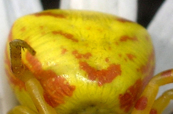 Misumena vatia